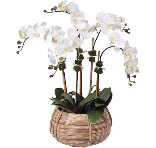 Floral Cream Phalaenopsis Orchids, 5 Stems in Basket