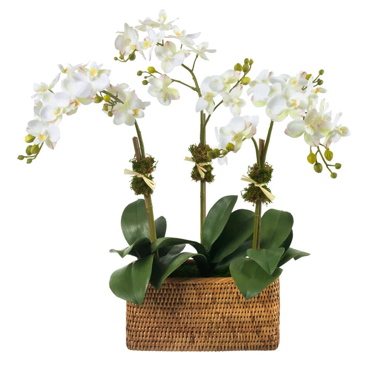 Floral White Phalaenopsis Orchids, 3 Stems, In Rattan Basket