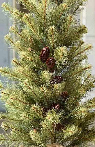 Black Hills Pine Tree, 4'