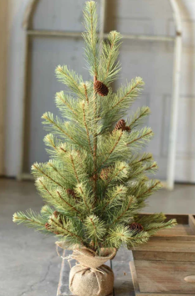 Black Hills Pine Tree, 4'