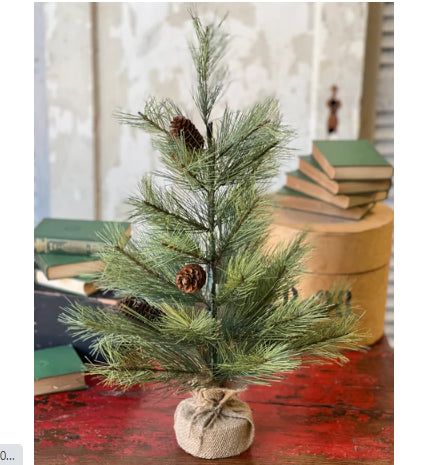 Bishops Pine With Burlap, 2' and 2'6"