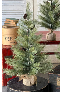 Bishops Pine With Burlap, 2' and 2'6"